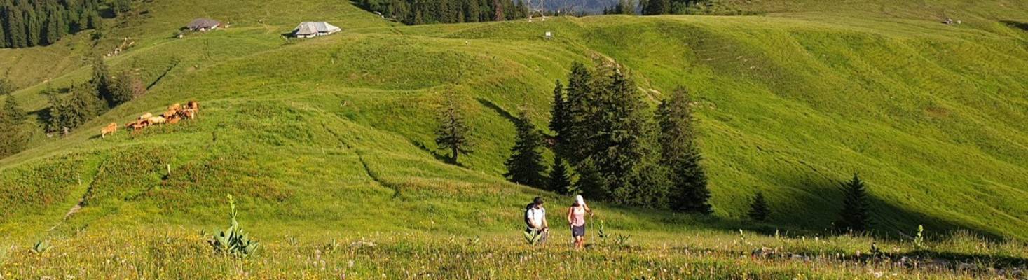 two people walking in a grass field